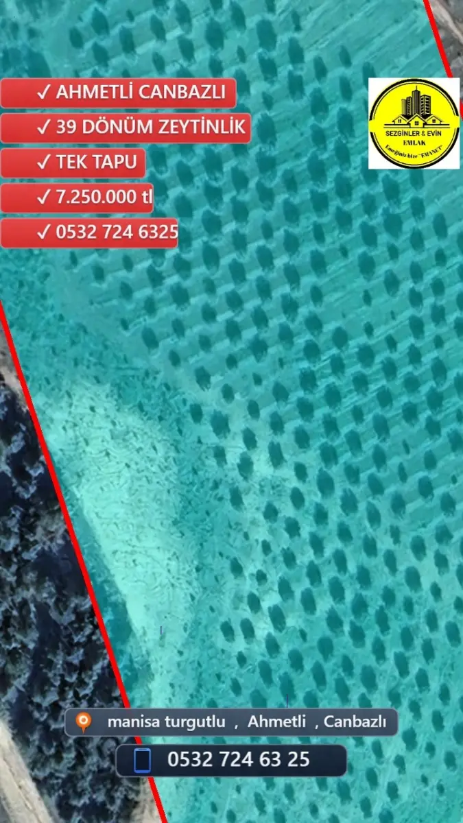 🌟 ACİL SATILIK ZEYTİNLİK 🌟 📍MANİSA AHMETLİ – CANBAZLI 📏 39 DÖNÜM – 💥 7.250.000 TL 💥 🗂️ - Fotoğraf 1