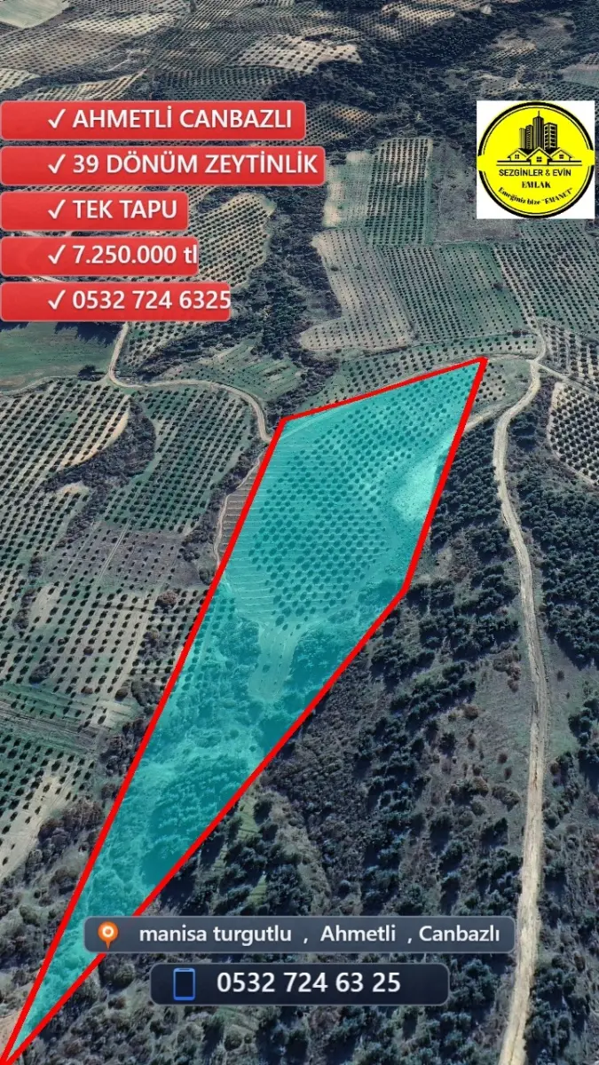 🌟 ACİL SATILIK ZEYTİNLİK 🌟 📍MANİSA AHMETLİ – CANBAZLI 📏 39 DÖNÜM – 💥 7.250.000 TL 💥 🗂️ - Fotoğraf 5