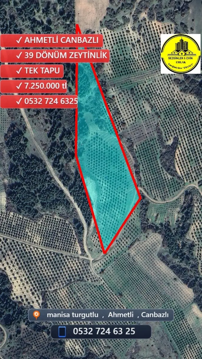 🌟 ACİL SATILIK ZEYTİNLİK 🌟 📍MANİSA AHMETLİ – CANBAZLI 📏 39 DÖNÜM – 💥 7.250.000 TL 💥 🗂️ - Fotoğraf 6
