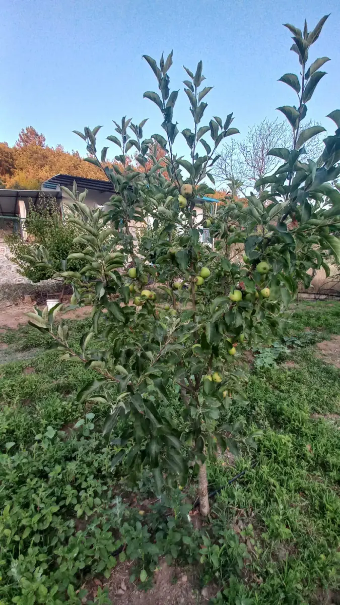 DERE KENARI MUHTEŞEM BAHÇE  📍 TURGUTLU – GÜNEYKÖYÜ - Fotoğraf 3
