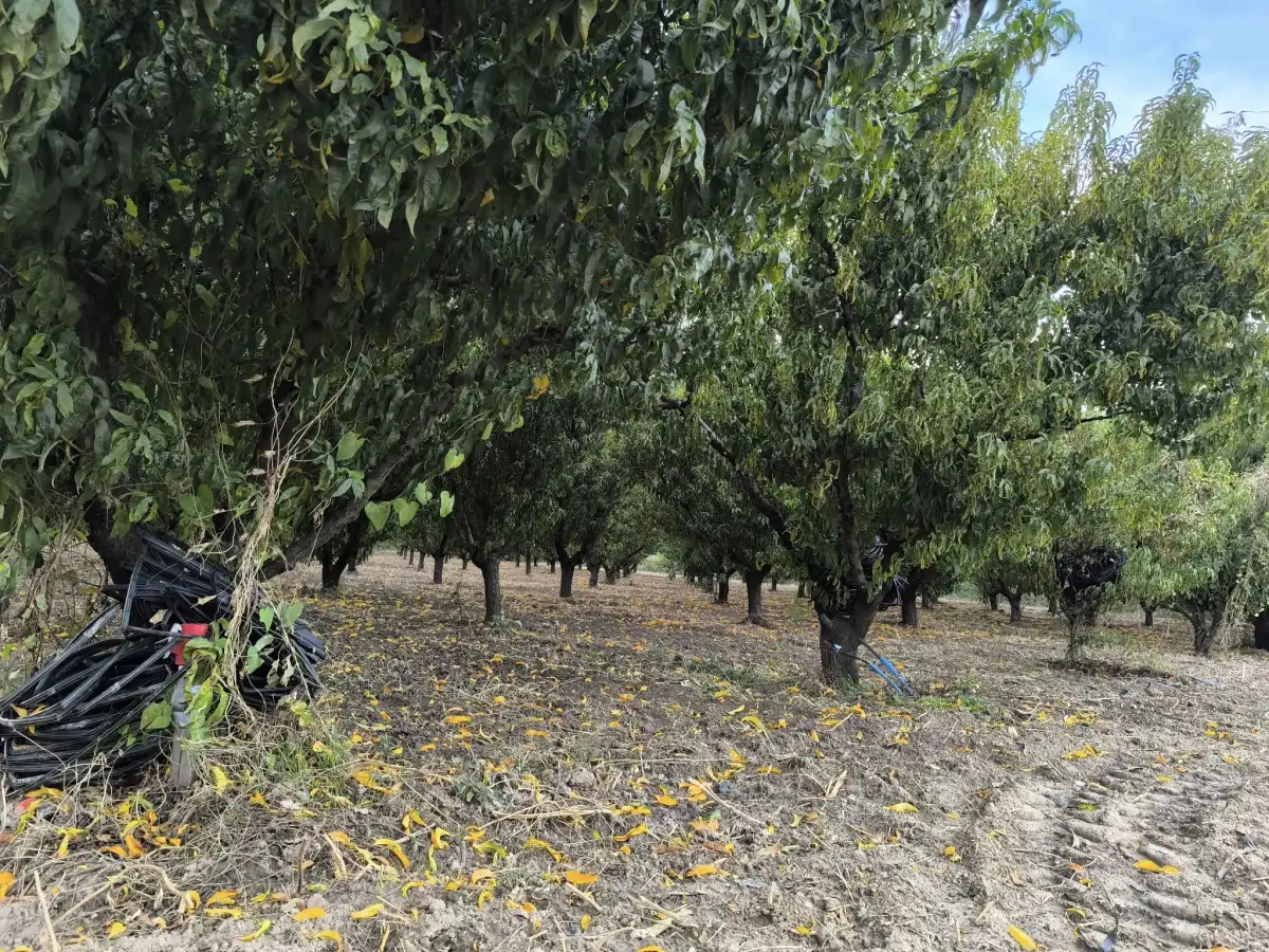 𝐀𝐂𝐈𝐋 𝐒𝐀𝐓𝐈𝐋𝐈𝐊 𝟑 𝐃𝐎̈𝐍𝐔̈𝐌 𝐒̧𝐄𝐅𝐓𝐀𝐋𝐈 𝐁𝐀𝐇𝐂̧𝐄𝐒𝐈 - Fotoğraf 2