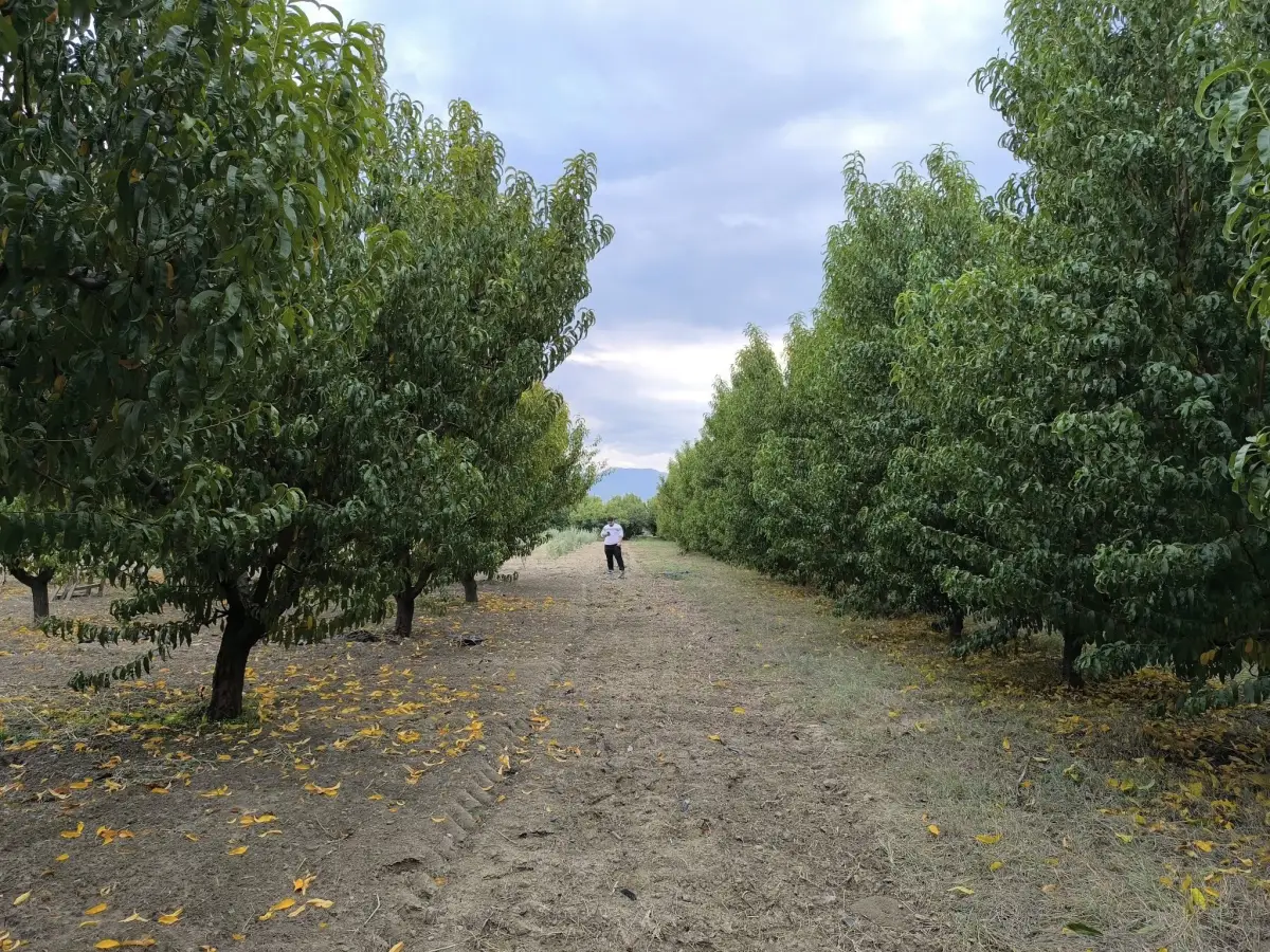 𝐀𝐂𝐈𝐋 𝐒𝐀𝐓𝐈𝐋𝐈𝐊 𝟑 𝐃𝐎̈𝐍𝐔̈𝐌 𝐒̧𝐄𝐅𝐓𝐀𝐋𝐈 𝐁𝐀𝐇𝐂̧𝐄𝐒𝐈 - Fotoğraf 4