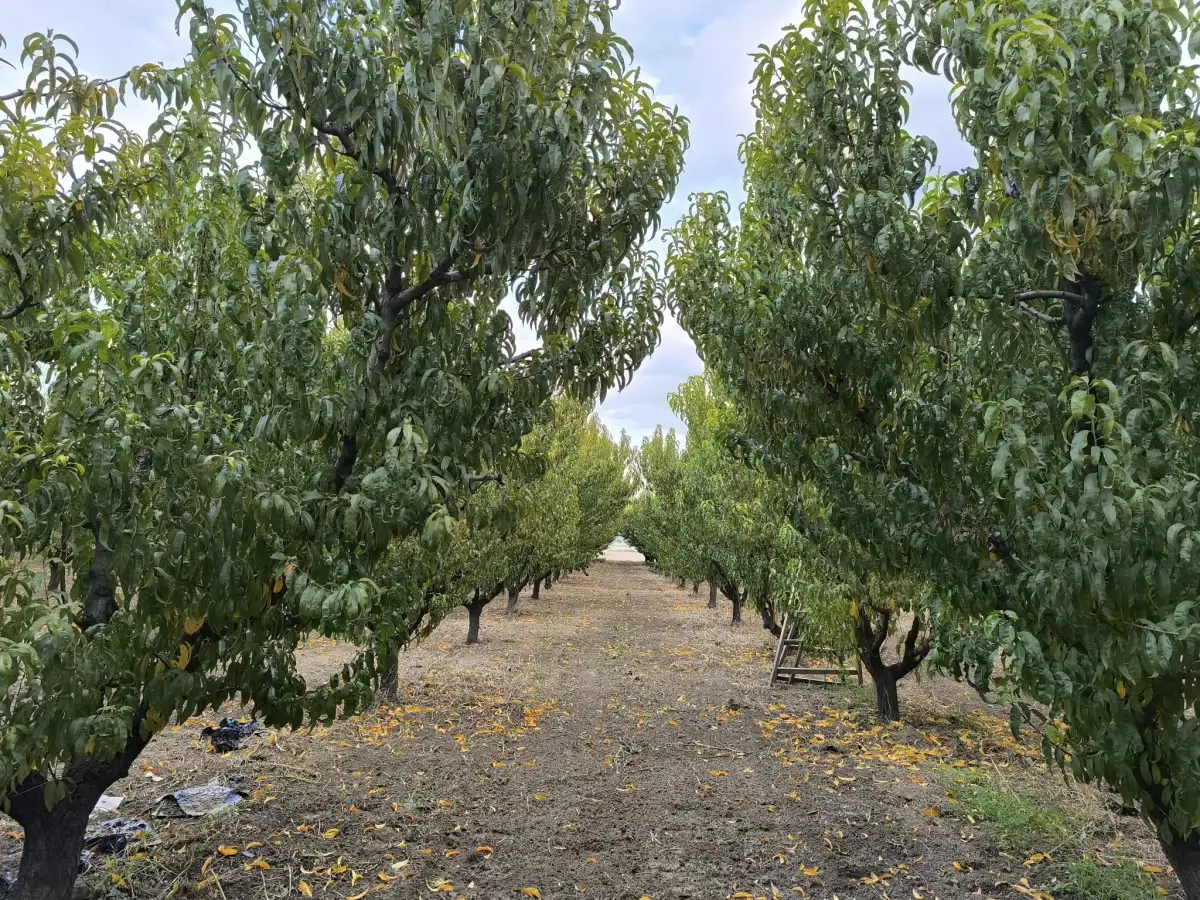 𝐀𝐂𝐈𝐋 𝐒𝐀𝐓𝐈𝐋𝐈𝐊 𝟑 𝐃𝐎̈𝐍𝐔̈𝐌 𝐒̧𝐄𝐅𝐓𝐀𝐋𝐈 𝐁𝐀𝐇𝐂̧𝐄𝐒𝐈 - Fotoğraf 7