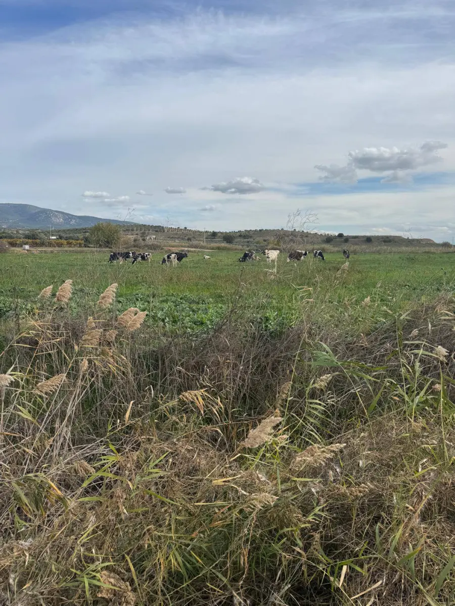 ACİL SATILIK ARAZİ  📏 7.100 M² - Fotoğraf 8