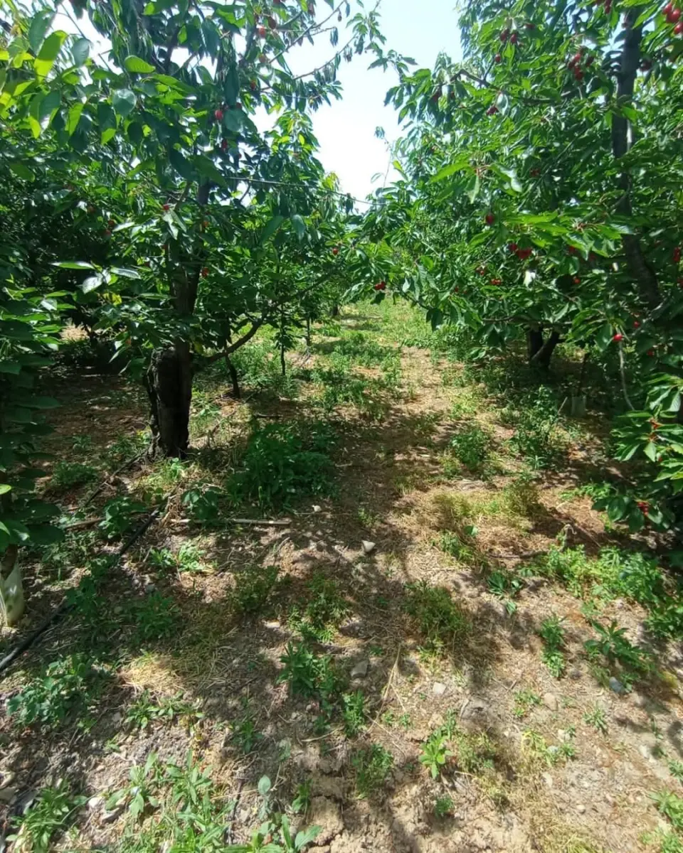 6.250.00 TL  Tek Tapu   Kirazlık - Fotoğraf 4
