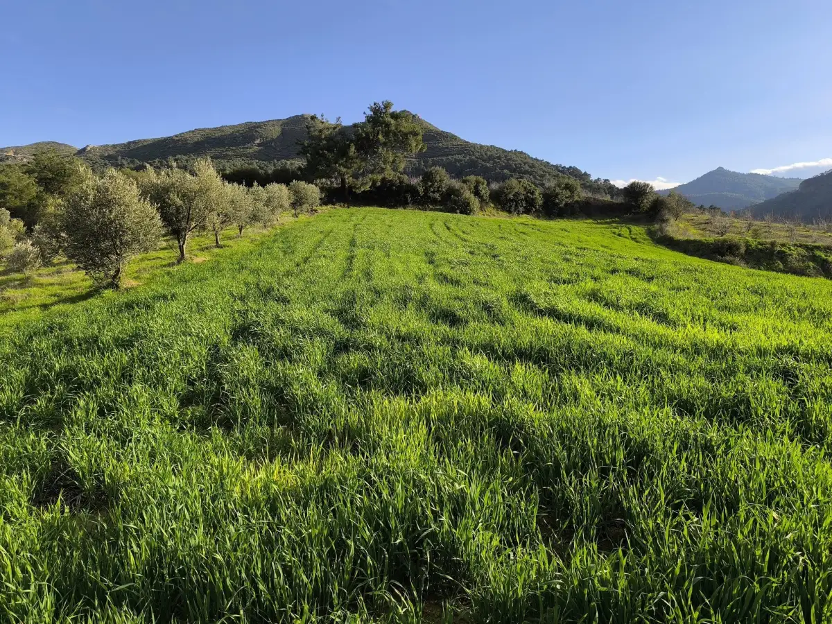 FIRSAT SATILIK - 6 DÖNÜM TARLA – TEK TAPU - Fotoğraf 2