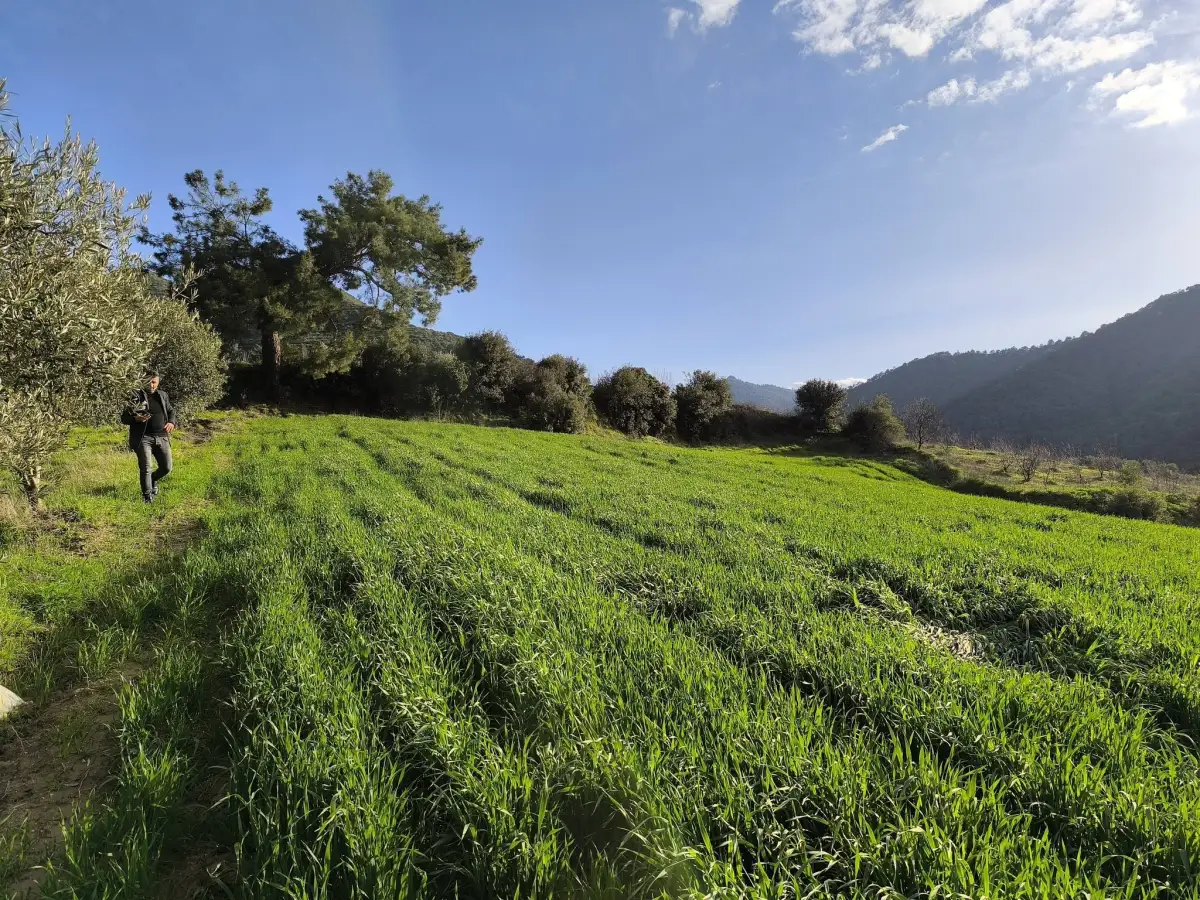 FIRSAT SATILIK - 6 DÖNÜM TARLA – TEK TAPU - Fotoğraf 5