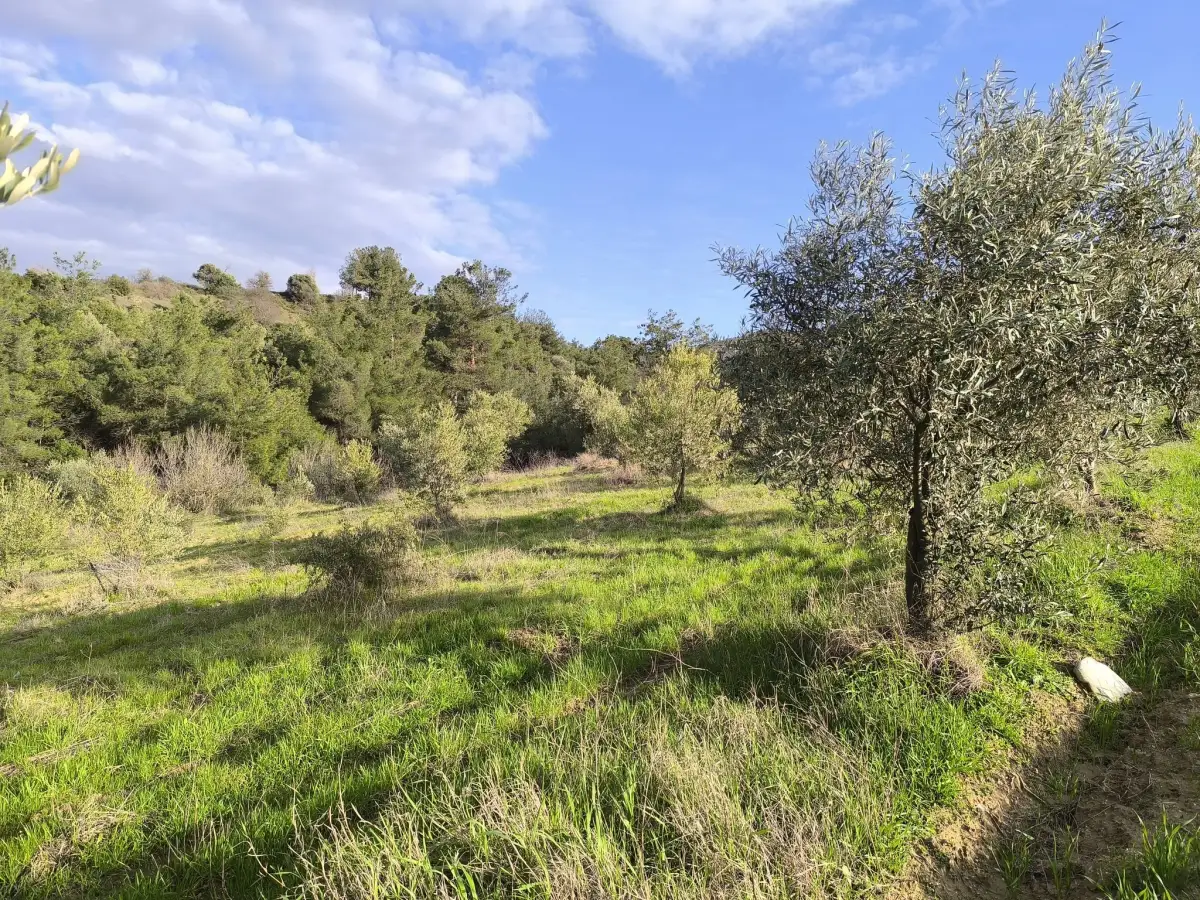 FIRSAT SATILIK - 6 DÖNÜM TARLA – TEK TAPU - Fotoğraf 8