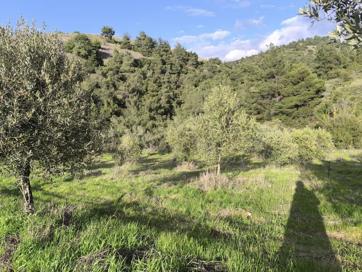 FIRSAT SATILIK - 6 DÖNÜM TARLA – TEK TAPU - Fotoğraf 9