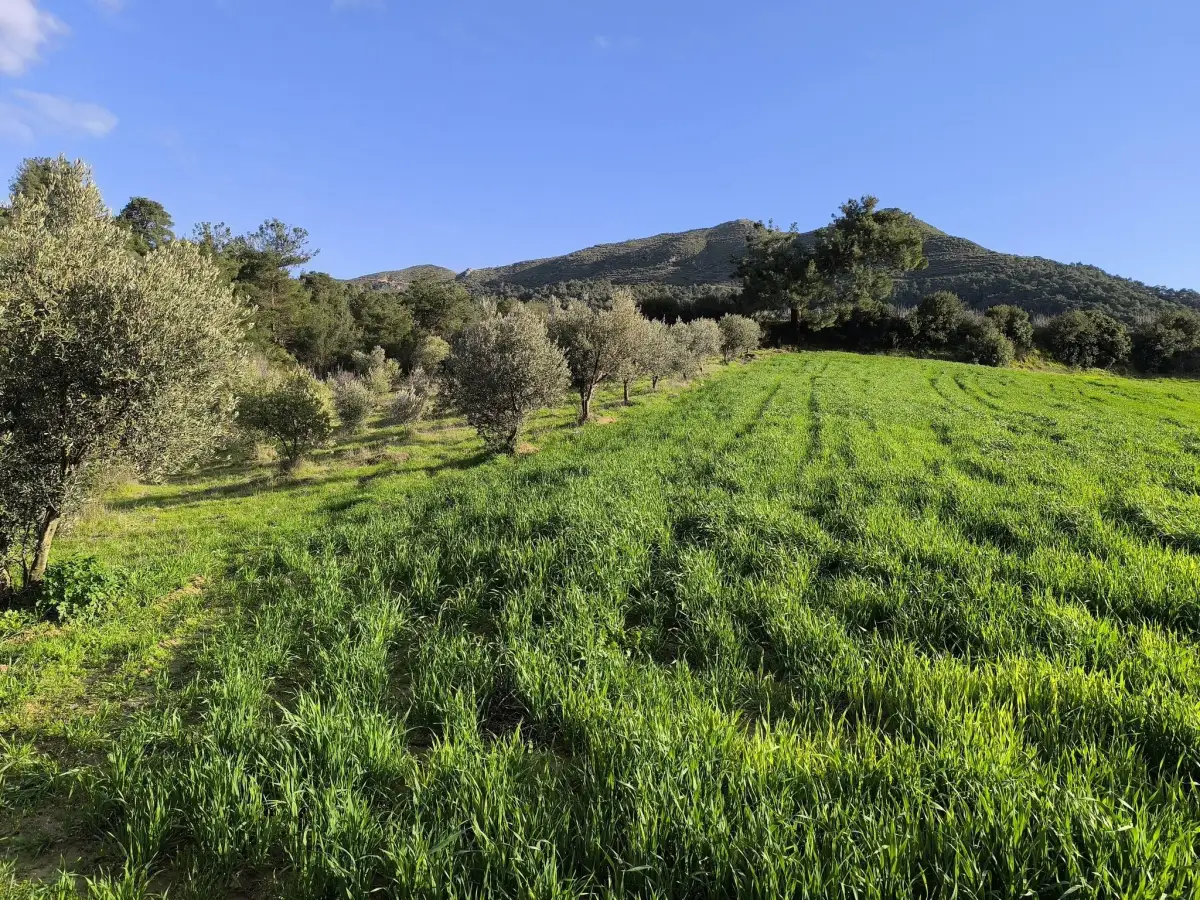 FIRSAT SATILIK - 6 DÖNÜM TARLA – TEK TAPU - Fotoğraf 11