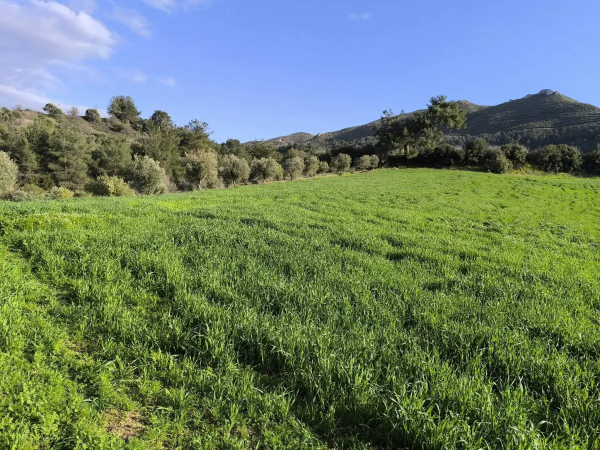 FIRSAT SATILIK - 6 DÖNÜM TARLA – TEK TAPU - Fotoğraf 12