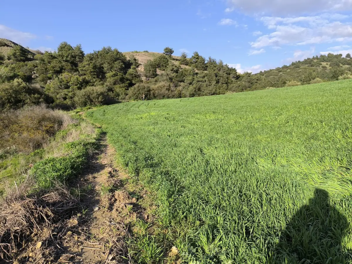 FIRSAT SATILIK - 6 DÖNÜM TARLA – TEK TAPU - Fotoğraf 13