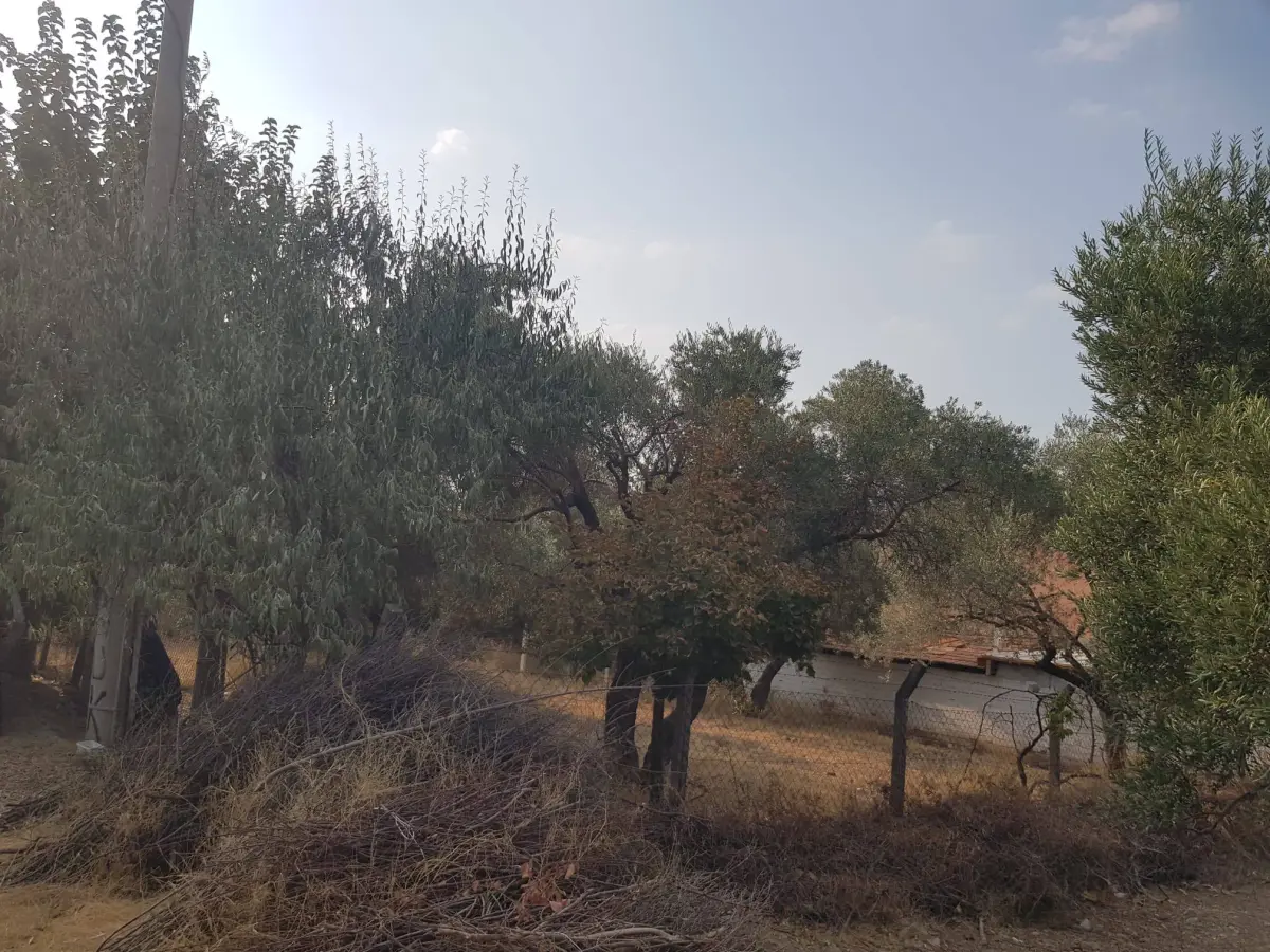 ACİL SATILIK MANİSA / TURGUTLU / DERBENT - Fotoğraf 11