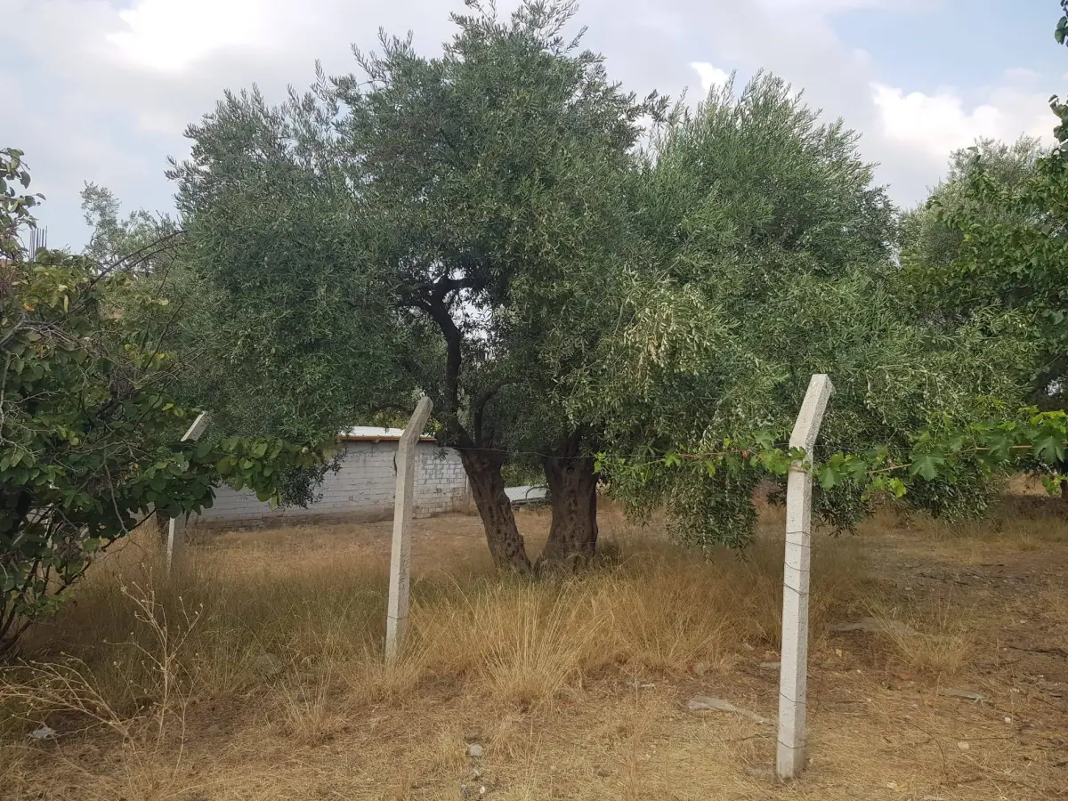 ACİL SATILIK MANİSA / TURGUTLU / DERBENT - Fotoğraf 12