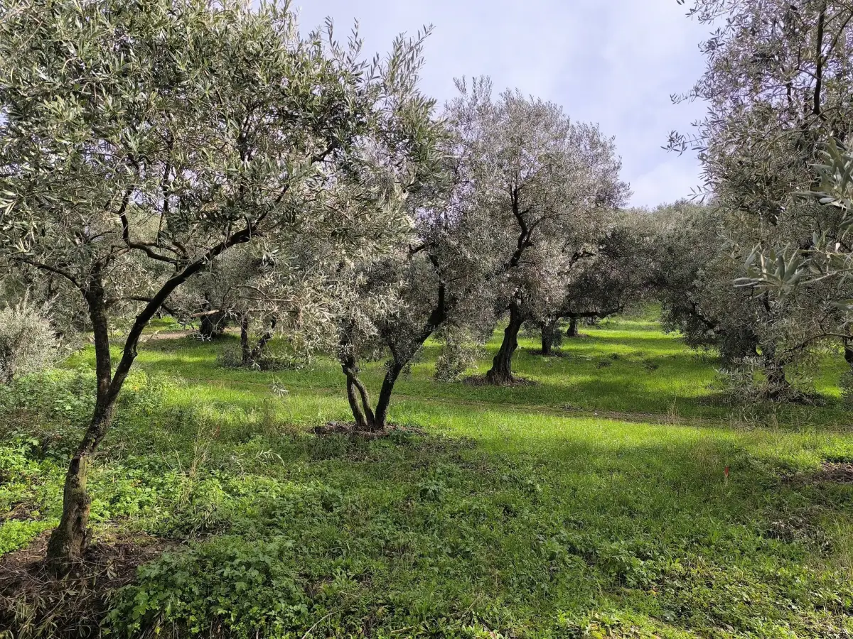 ACİL SATILIK KISA SÜRELİ FIRSAT  TURGUTLU’NUN GÖZDE YERİ IRLMAZ’DA - Fotoğraf 5