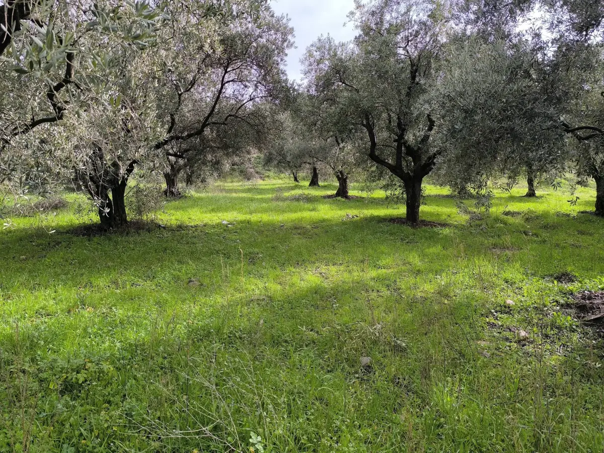 ACİL SATILIK KISA SÜRELİ FIRSAT  TURGUTLU’NUN GÖZDE YERİ IRLMAZ’DA - Fotoğraf 11