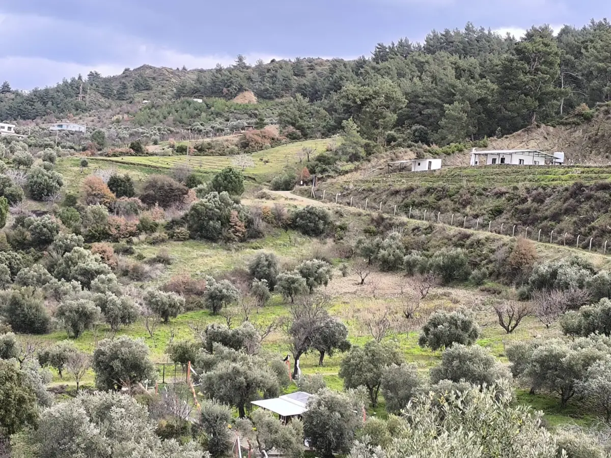 TURGUTLU YAYLA DA 900 M² TEK TAPU ZEYTİNLİK - Fotoğraf 1