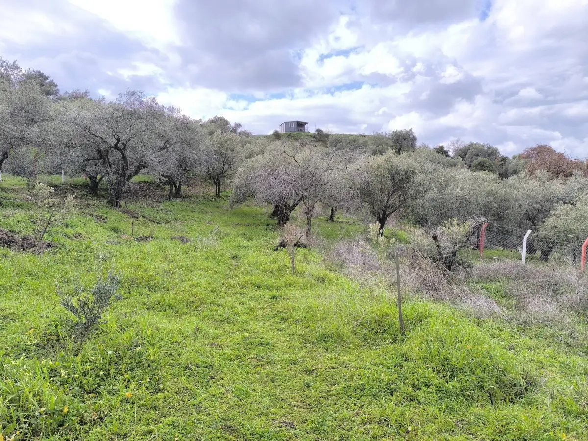 TURGUTLU YAYLA DA 900 M² TEK TAPU ZEYTİNLİK - Fotoğraf 3