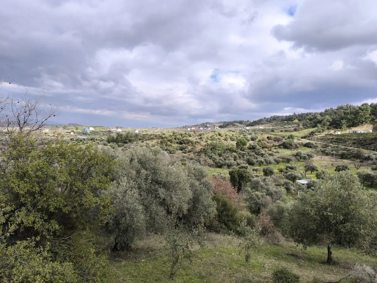 TURGUTLU YAYLA DA 900 M² TEK TAPU ZEYTİNLİK - Fotoğraf 5