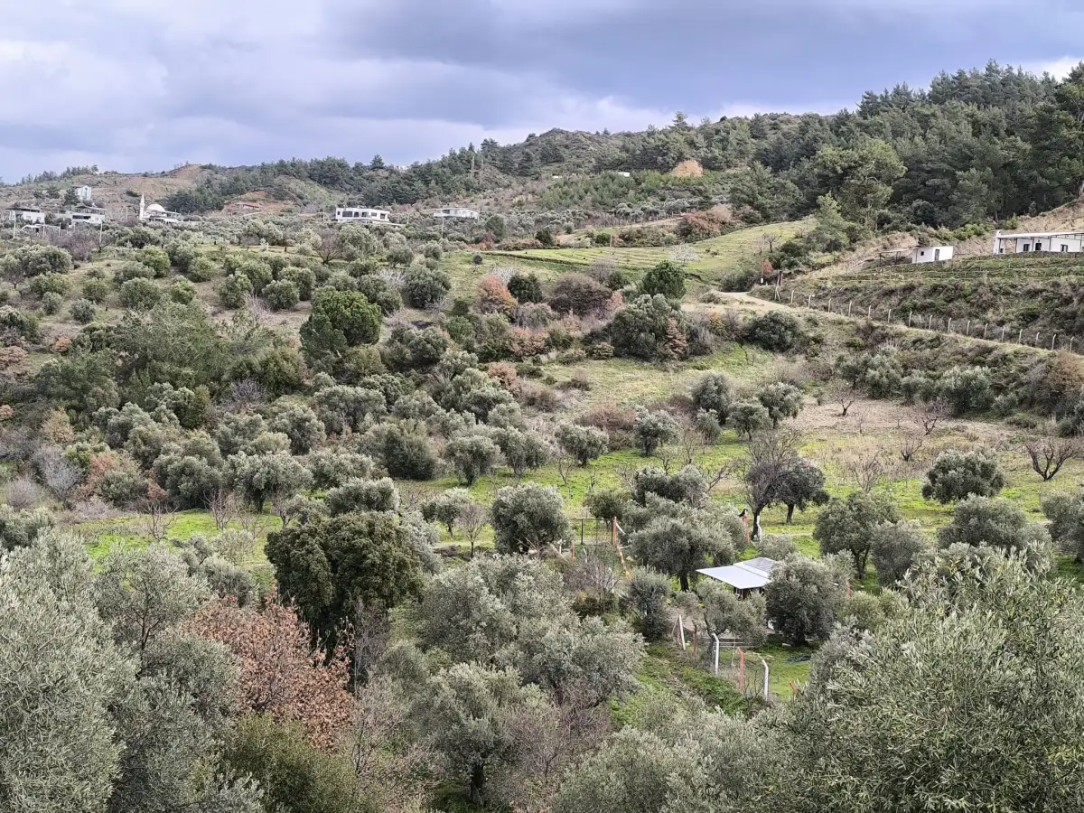 TURGUTLU YAYLA DA 900 M² TEK TAPU ZEYTİNLİK - Fotoğraf 9