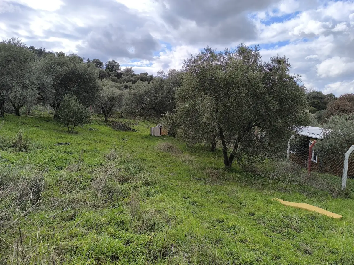 TURGUTLU YAYLA DA 900 M² TEK TAPU ZEYTİNLİK - Fotoğraf 10
