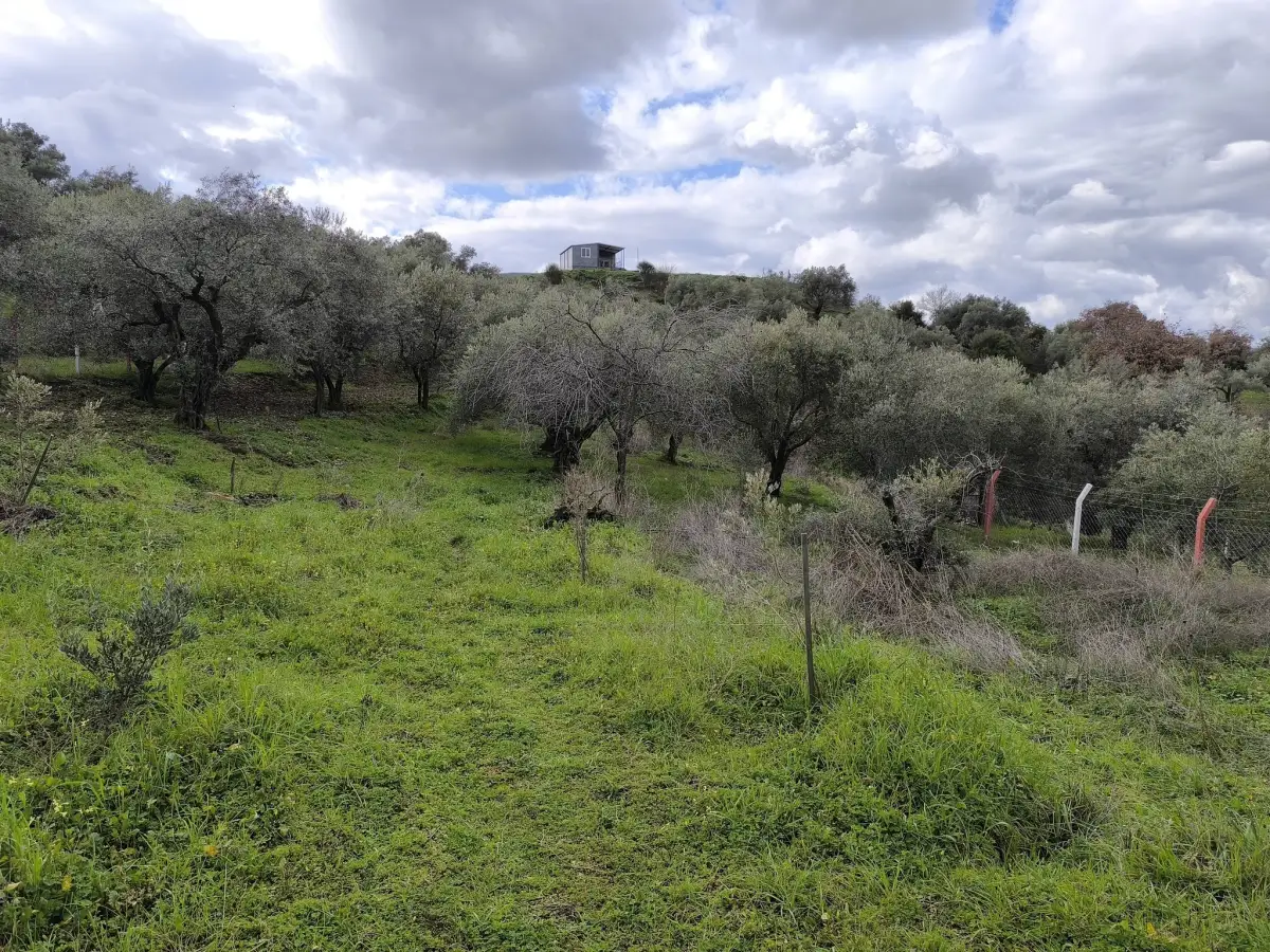 TURGUTLU YAYLA DA 900 M² TEK TAPU ZEYTİNLİK - Fotoğraf 11