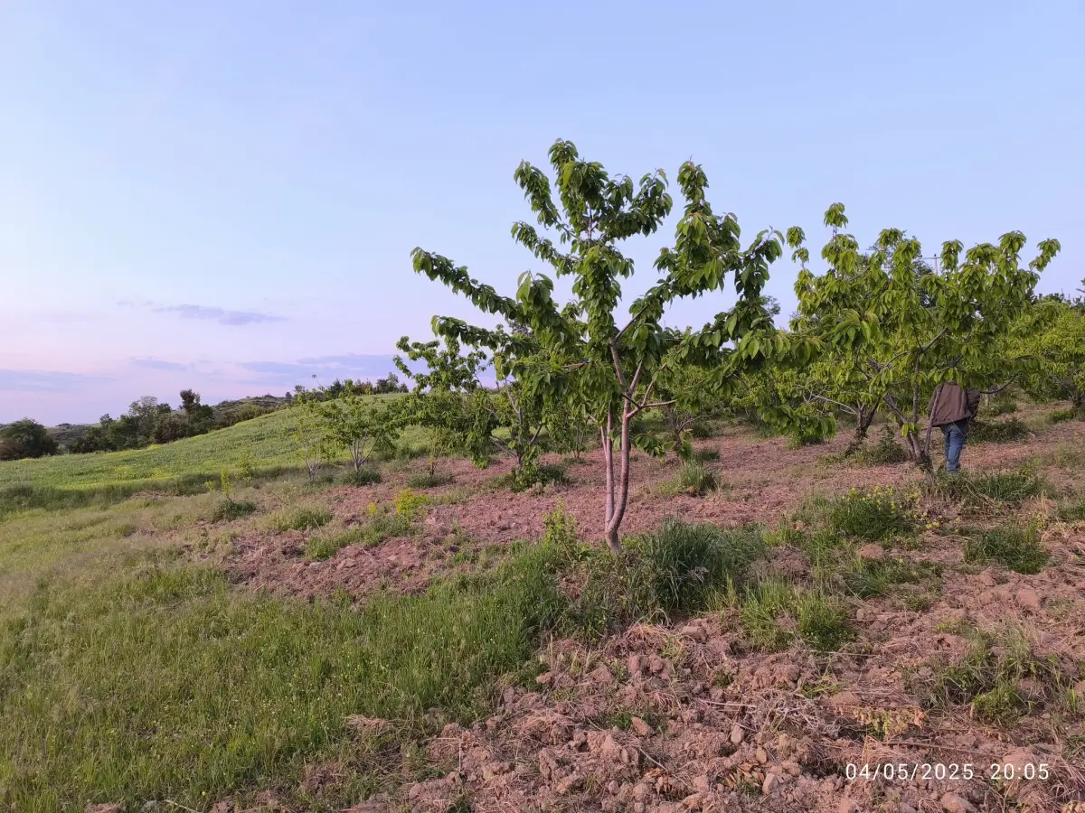 FIRSAT ARAZİ SATILIK  - 15 DÖNÜM – TEK TAPU - Fotoğraf 6