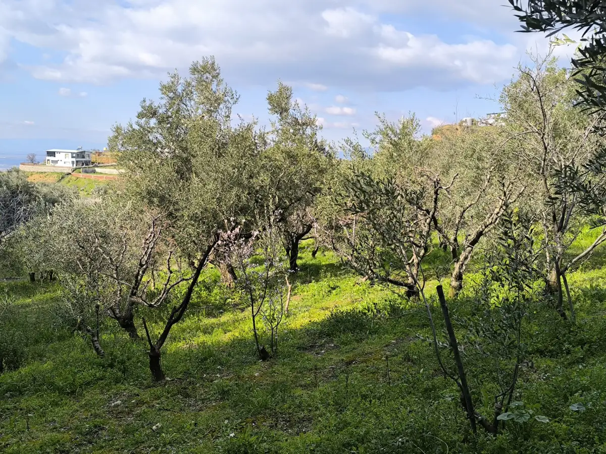 ACİL SATILIK MEYVE BAHÇESİ  OSMANCIK – DALBAHÇE ARASI - Fotoğraf 2