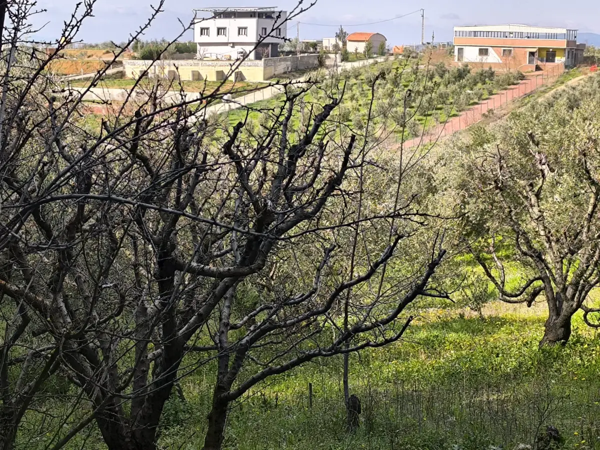 ACİL SATILIK MEYVE BAHÇESİ  OSMANCIK – DALBAHÇE ARASI - Fotoğraf 3