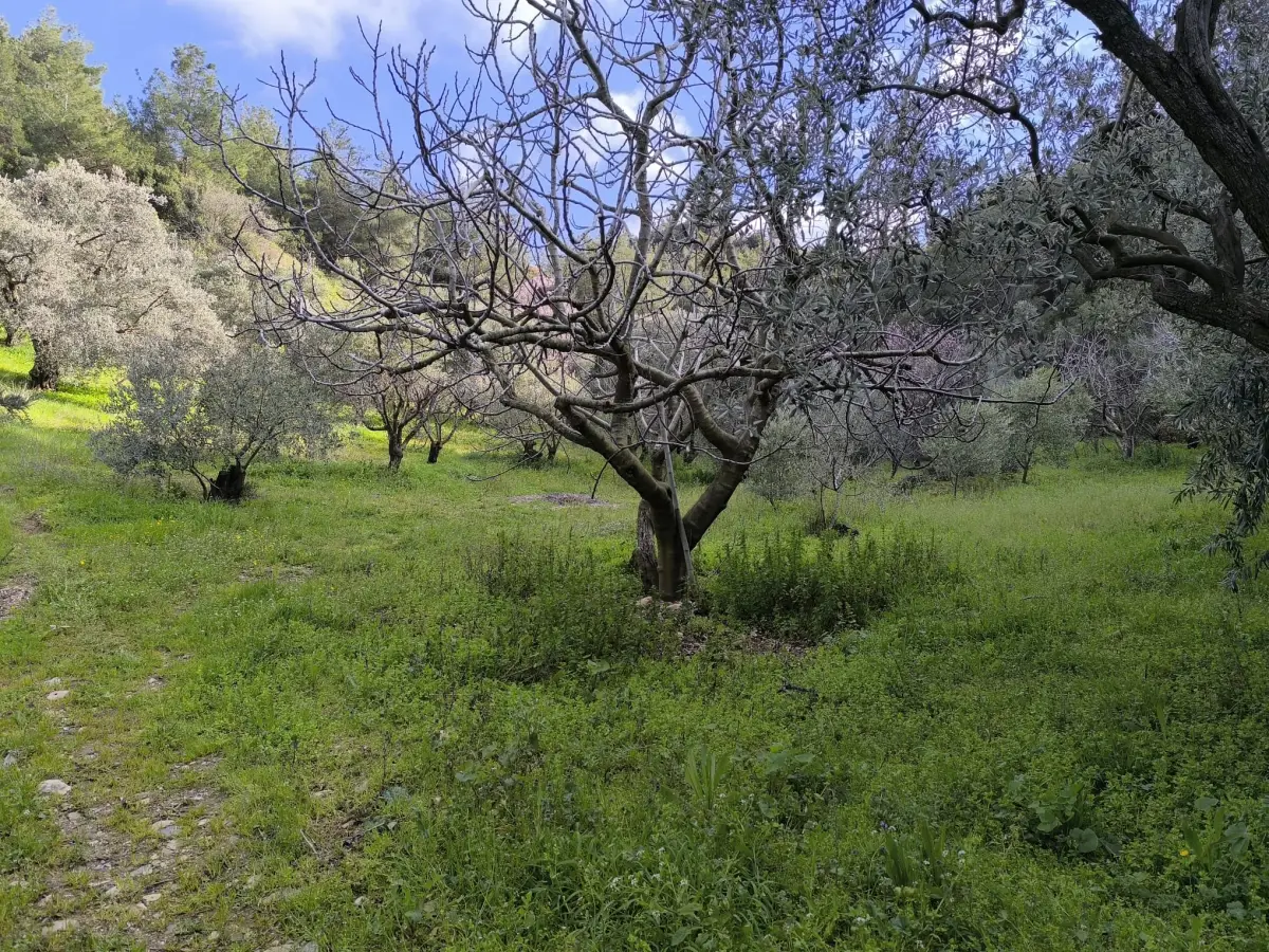 ACİL SATILIK MEYVE BAHÇESİ  OSMANCIK – DALBAHÇE ARASI - Fotoğraf 5