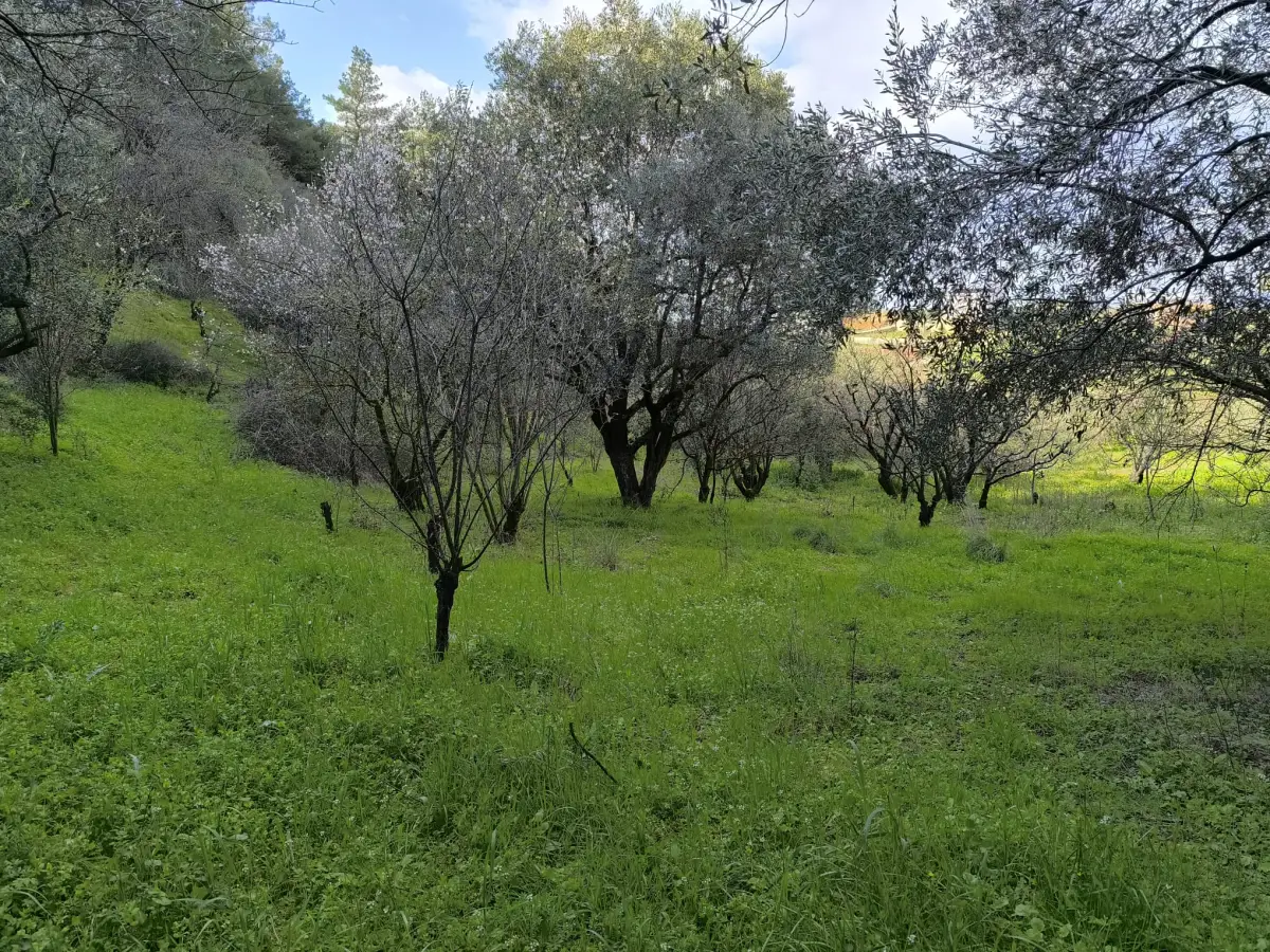 ACİL SATILIK MEYVE BAHÇESİ  OSMANCIK – DALBAHÇE ARASI - Fotoğraf 7