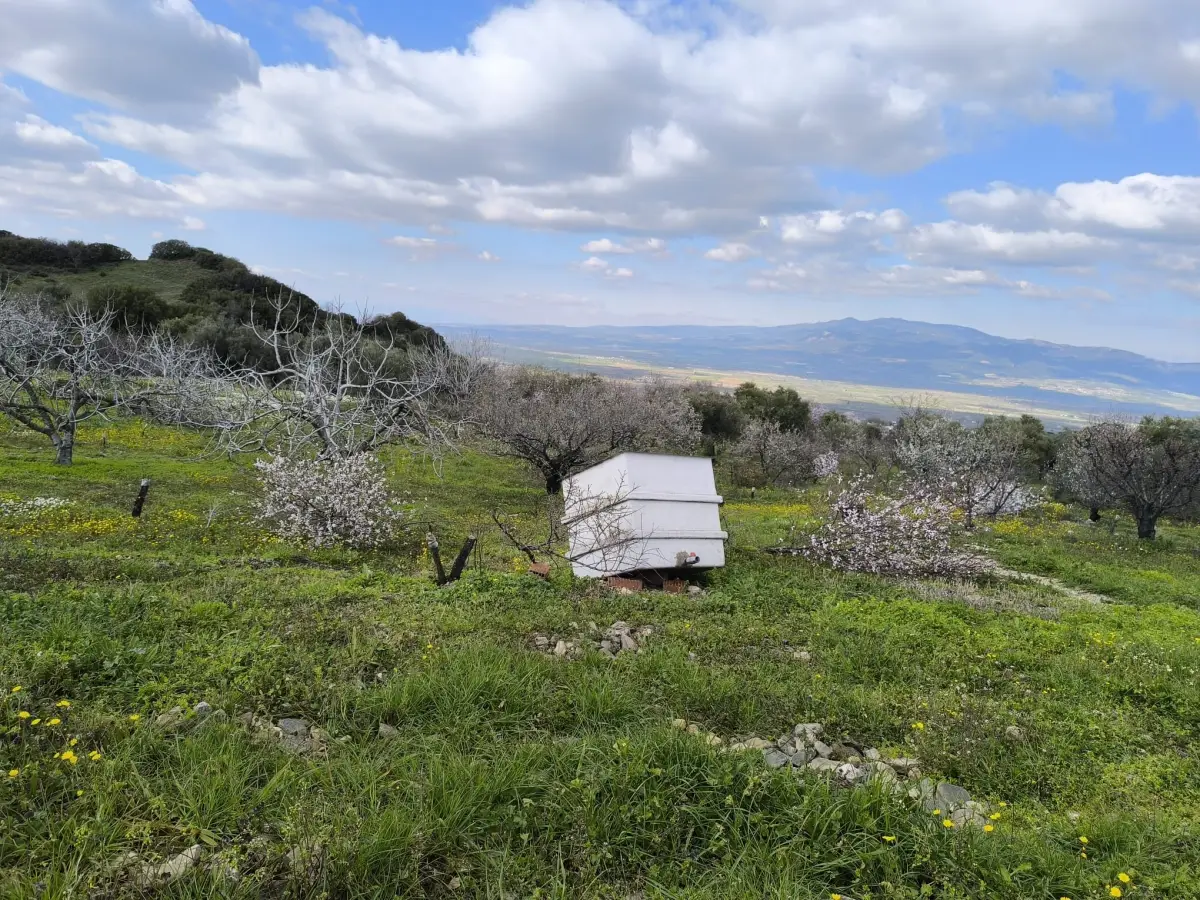 ACİL SATILIK MEYVE BAHÇESBAHÇESİ  TURGUTLU DALBAHÇE - Fotoğraf 2