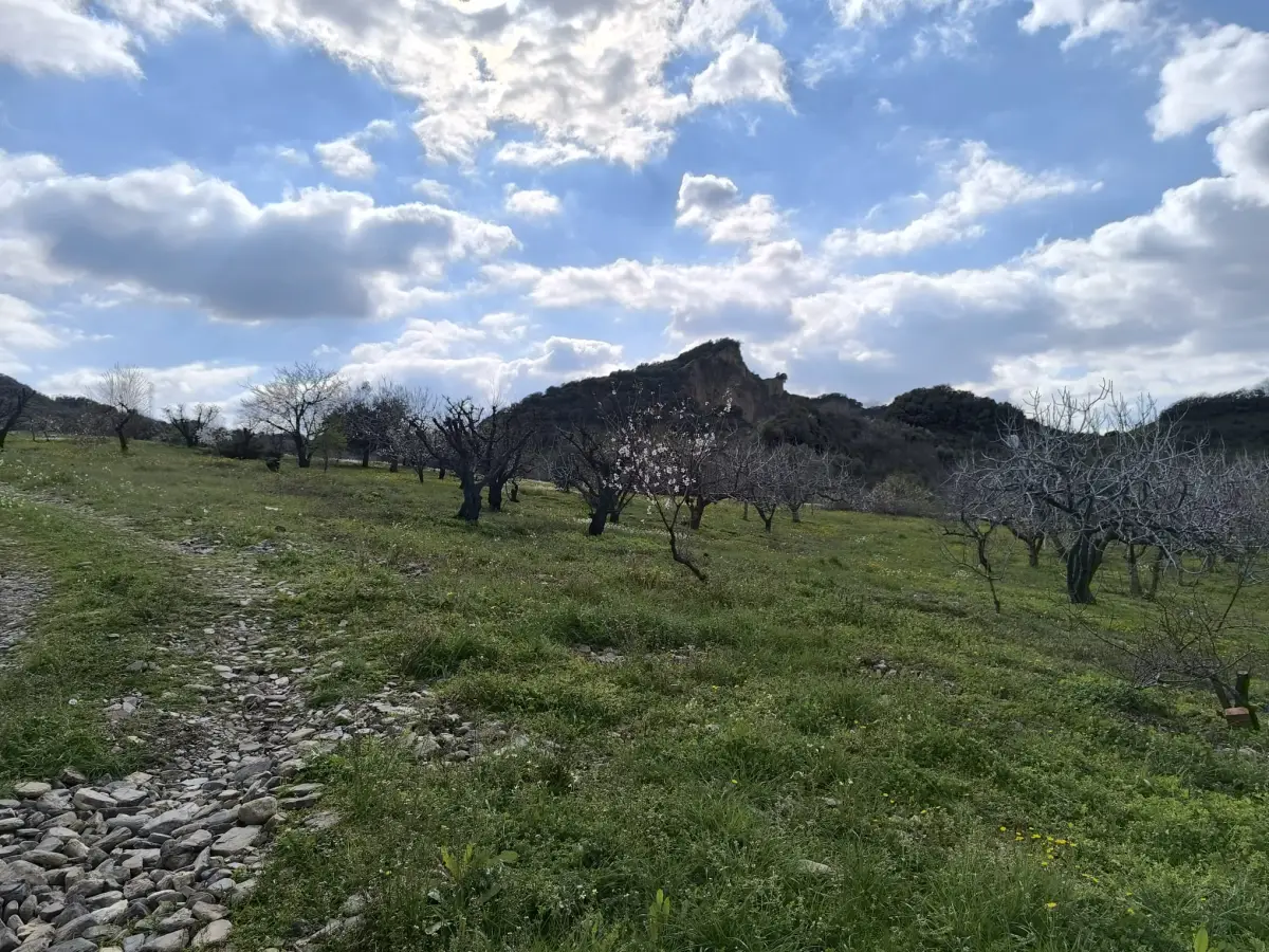 ACİL SATILIK MEYVE BAHÇESBAHÇESİ  TURGUTLU DALBAHÇE - Fotoğraf 9