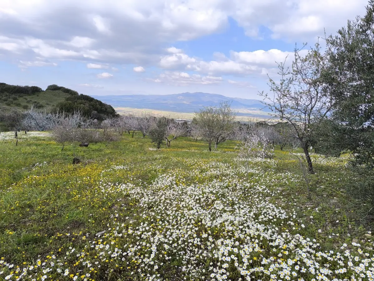 ACİL SATILIK MEYVE BAHÇESBAHÇESİ  TURGUTLU DALBAHÇE - Fotoğraf 11