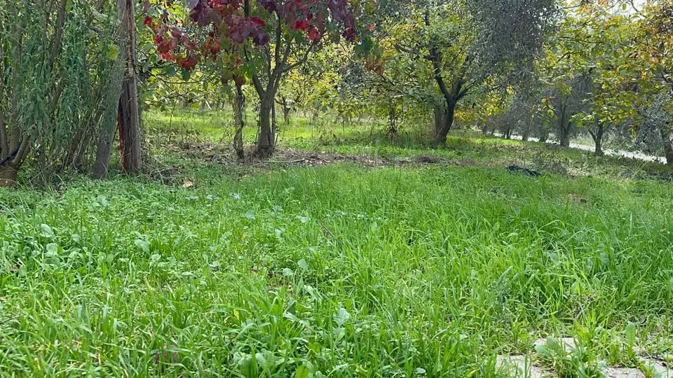 ACİL SATILIK     ASFALT KENARI 12 DÖNÜM - Fotoğraf 3