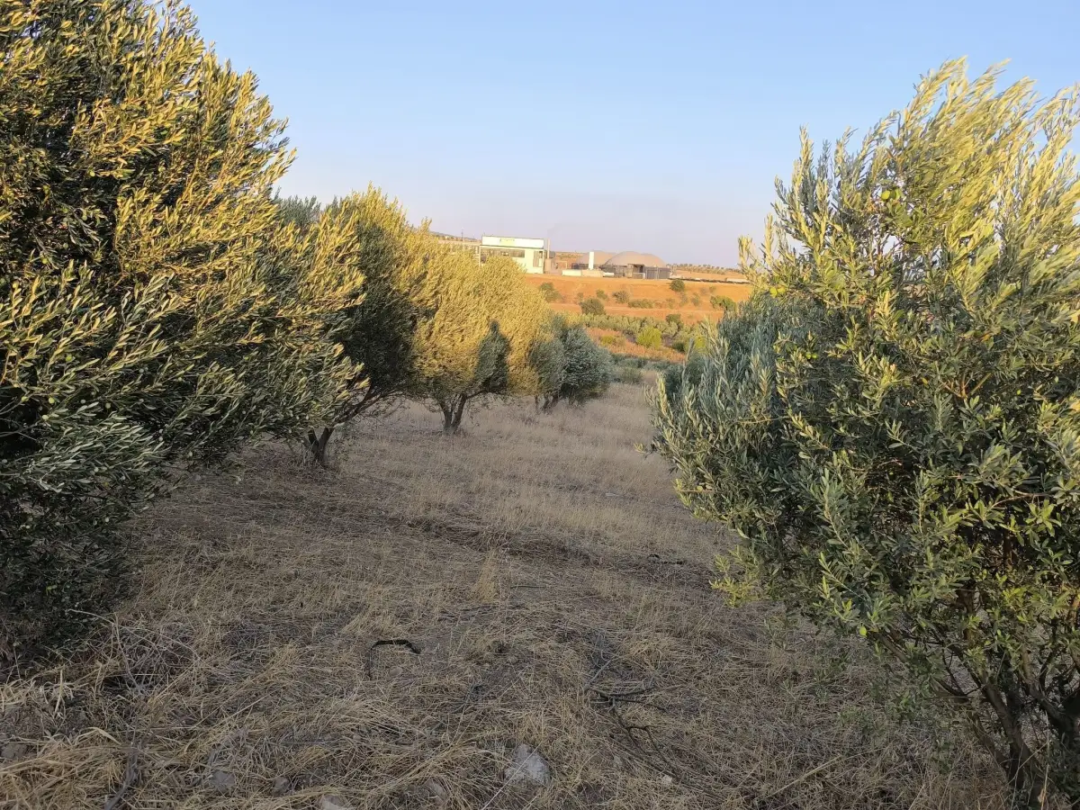 ACİL SATILIK  9 DÖNÜM – TEK TAPU ZEYTİNLİK - Fotoğraf 1