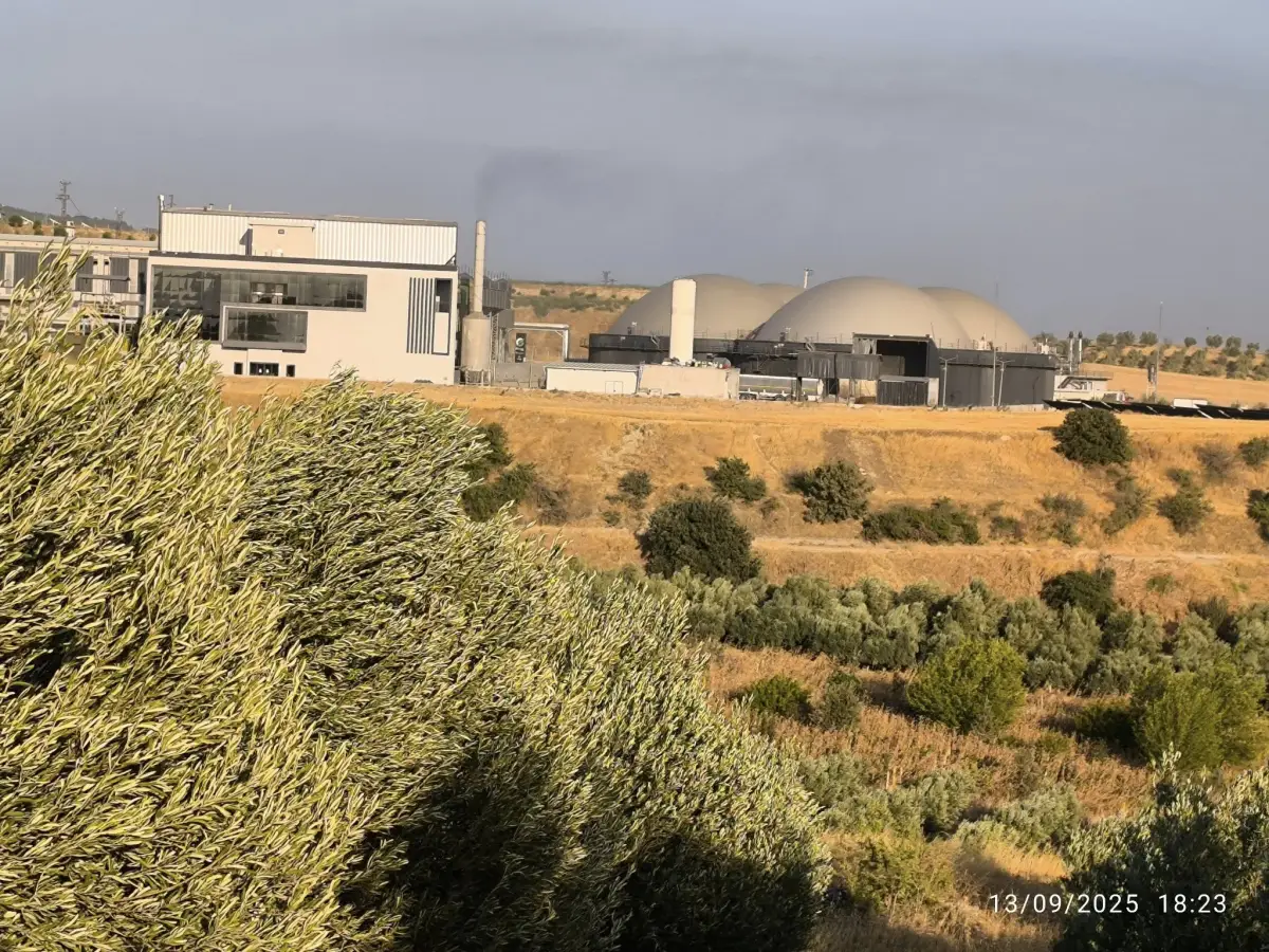 ACİL SATILIK  9 DÖNÜM – TEK TAPU ZEYTİNLİK - Fotoğraf 2