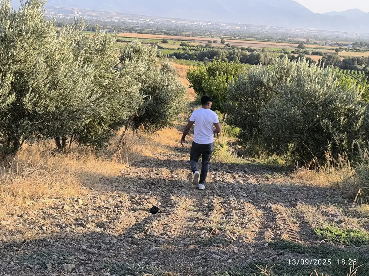 ACİL SATILIK  9 DÖNÜM – TEK TAPU ZEYTİNLİK - Fotoğraf 3