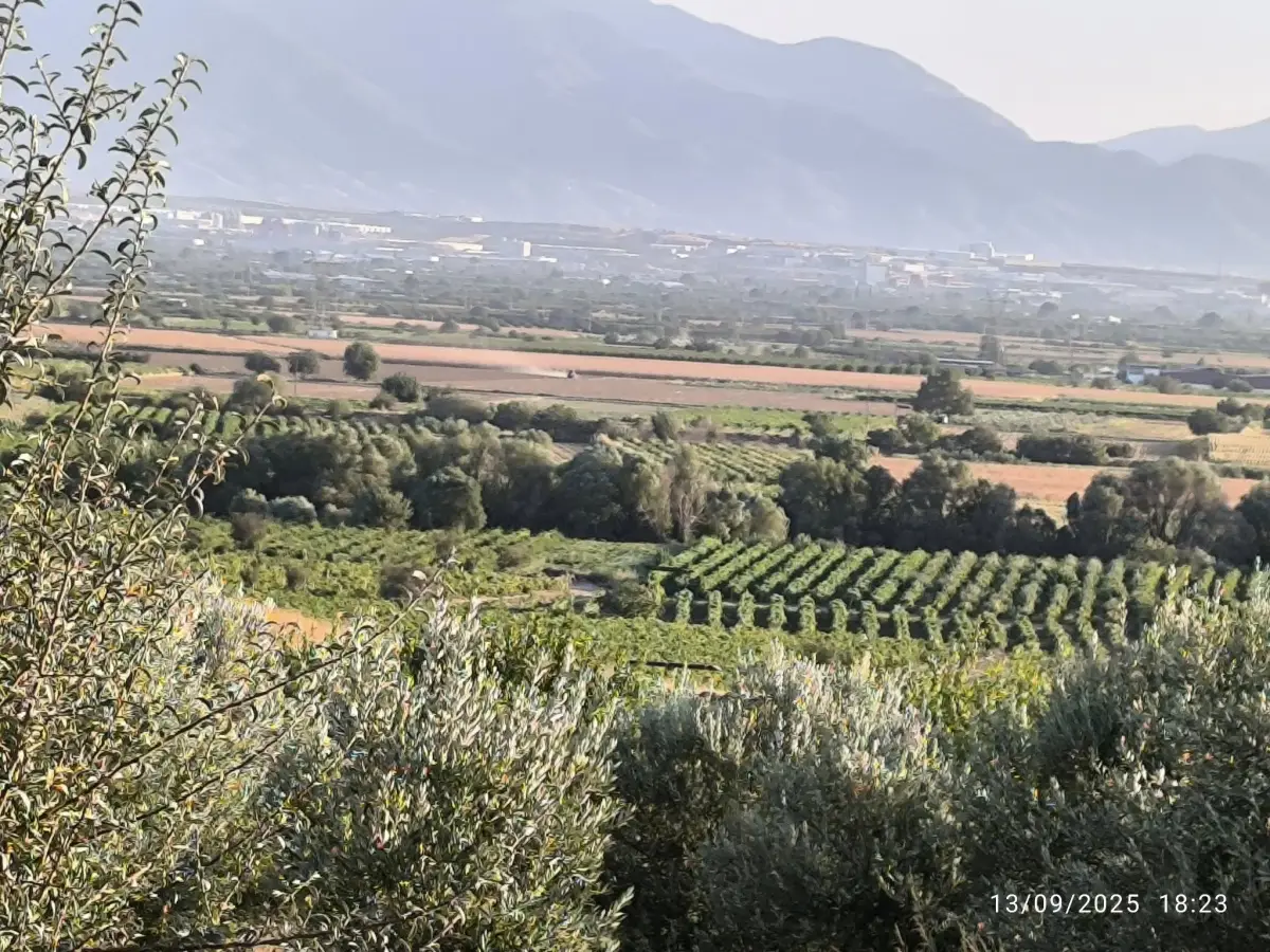 ACİL SATILIK  9 DÖNÜM – TEK TAPU ZEYTİNLİK - Fotoğraf 4