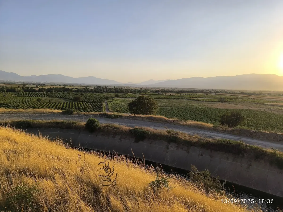 ACİL SATILIK  9 DÖNÜM – TEK TAPU ZEYTİNLİK - Fotoğraf 6