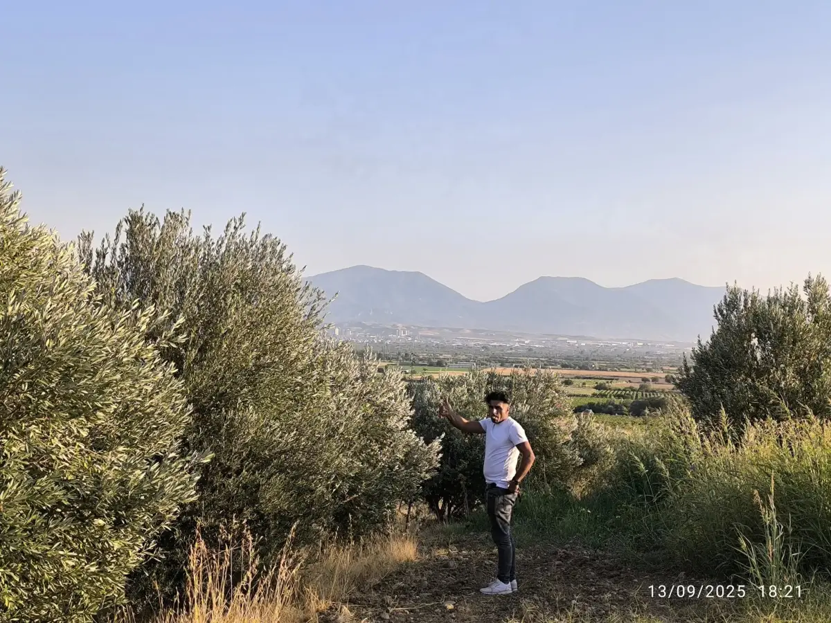 ACİL SATILIK  9 DÖNÜM – TEK TAPU ZEYTİNLİK - Fotoğraf 8