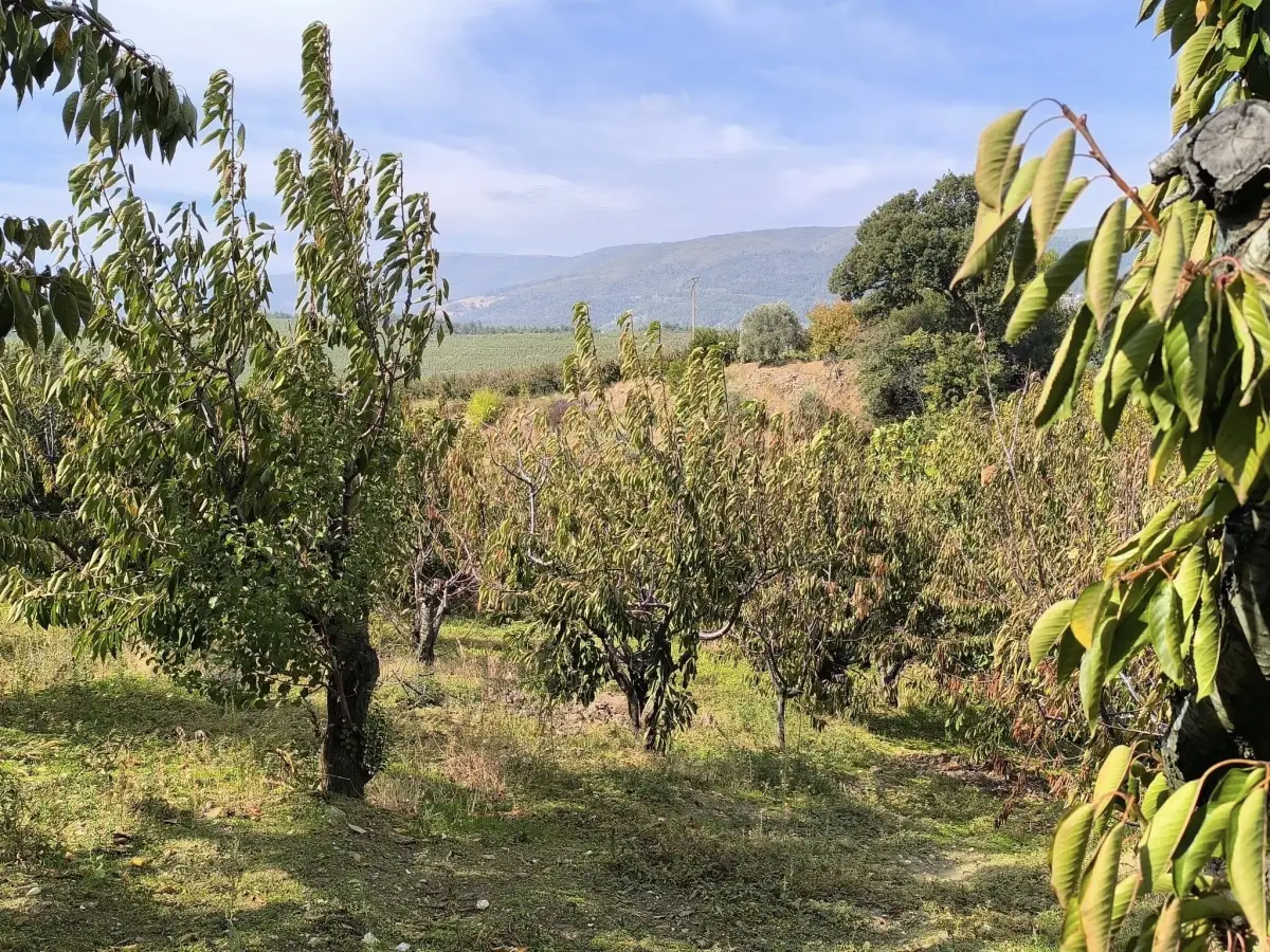 ACİL SATILIK KISA SÜRELİ FIRSAT FİYAT - Fotoğraf 2